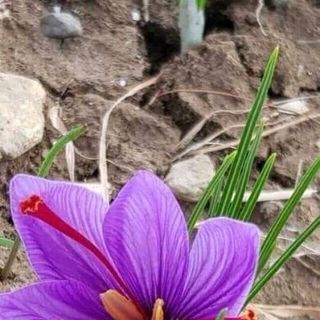 nhụy hoa nghệ tây