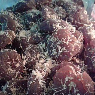 Ô mai Mơ Chùa Hương đặc biệt 500g