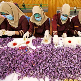 Saffron Baby - Tuyển sỉ và Ctv toàn quốc
