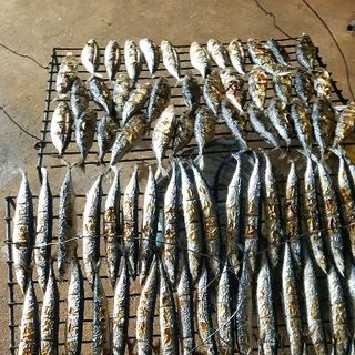 CÁ THU BÔNGThu Nhậtcá Kìm