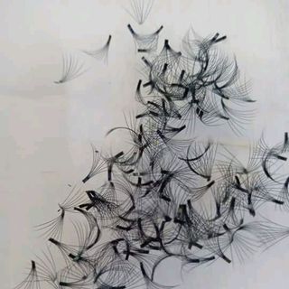 lông mi nối fan 10d