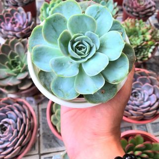 SEN ĐÁ size Trung 10cm - 13cm