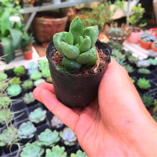 SEN ĐÁ size Nhỏ 5cm - 7cm