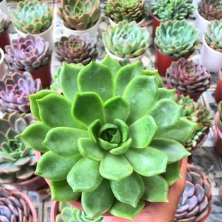 SEN ĐÁ size Lớn 15cm - 17cm