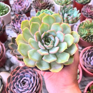 SEN ĐÁ size Lớn 15cm - 17cm