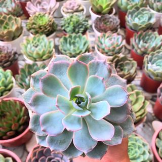 SEN ĐÁ size Lớn 15cm - 17cm