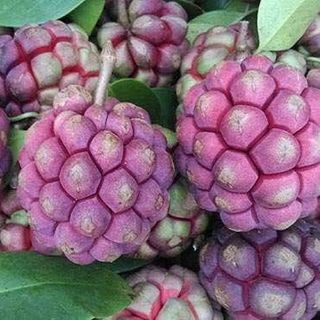 Bán quả na rừng tự nhiên