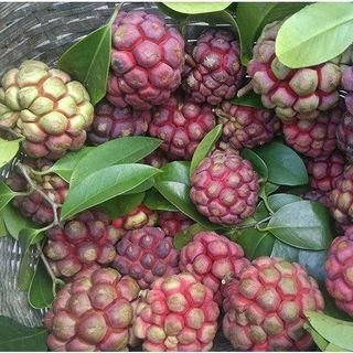 Bán quả na rừng tự nhiên