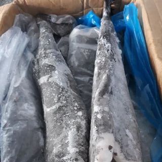 CÁ TUYẾT - BLACK COD