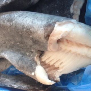 CÁ TUYẾT - BLACK COD