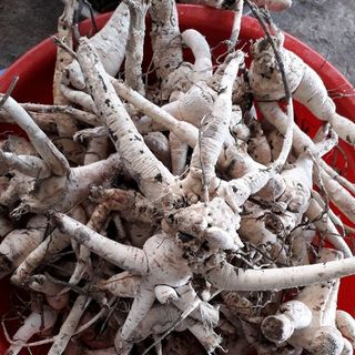 sâm bố chính tự nhiên-daklak