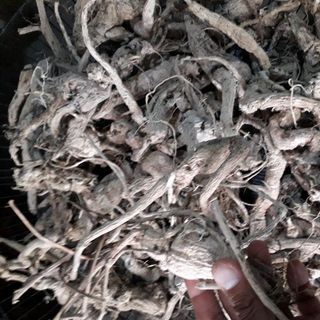 sâm bố chính tự nhiên-daklak