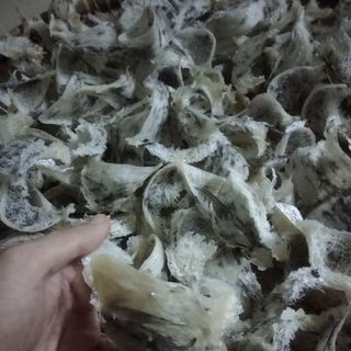 Tổ yến nguyên chất