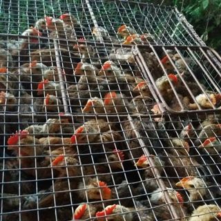Gà trống ta nuôi tết