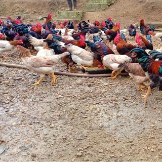 Gà ta thả vườn sạch