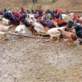 Gà ta thả vườn sạch