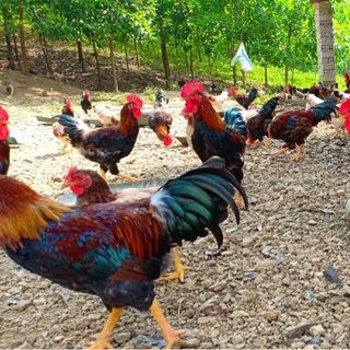 Gà ta thả vườn sạch