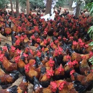 Gà ta thả vườn sạch