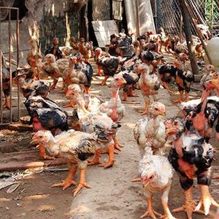 BESTLYTES SẢN PHẨM VỖ BÉO VÀ TĂNG TRỌNG VẬT NUÔI