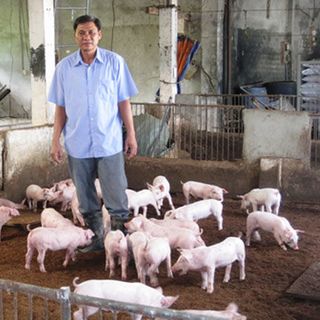 BESTLYTES SẢN PHẨM VỖ BÉO VÀ TĂNG TRỌNG VẬT NUÔI