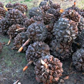 Dừa Nước Cà Mau