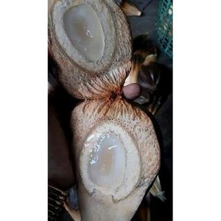 Dừa Nước Cà Mau