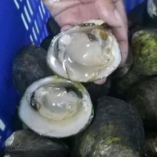 vọp sông tươi sống