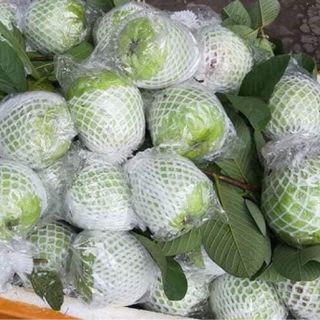 Ổi Thanh Hà Hải Dương