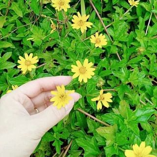 nước tắm thảo dược cho bé