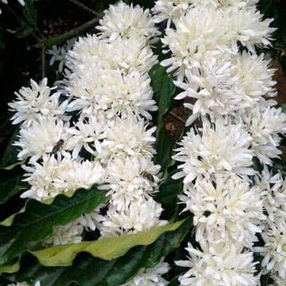Mât Ong Hoa Cape Tay Nguyen
