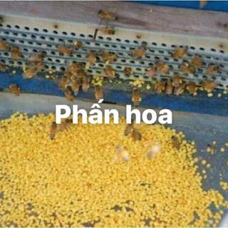 Mât Ong Hoa Cape Tay Nguyen