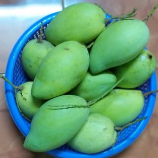 Xoài Cát Hòa lộc Hậu Giang