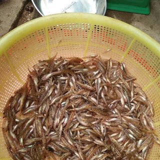 CÁ BỐNG RIM SÔNG TRÀ HIỆU KIM HỒNG HŨ 500G