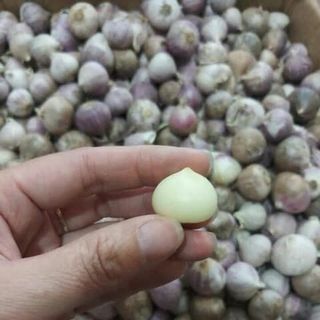 TỎI CÔ ĐƠN TÍM CHUYÊN LÀM TỎI ĐEN