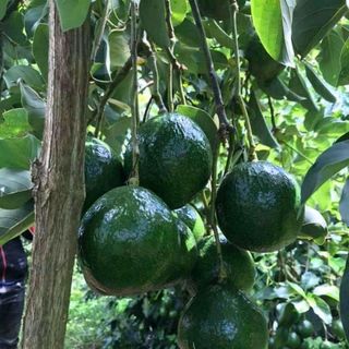 bơ daklak tại vườn