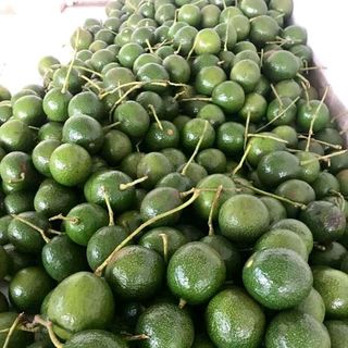 bơ daklak tại vườn