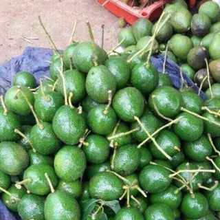 bơ daklak tại vườn