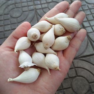 TỎI CÔ ĐƠN LÝ SƠN CHÍNH GỐC- 1KG