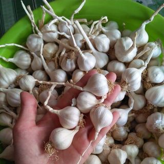 TỎI LÝ SƠN NHIỀU NHÁNH CHÍNH GỐC - 1KG