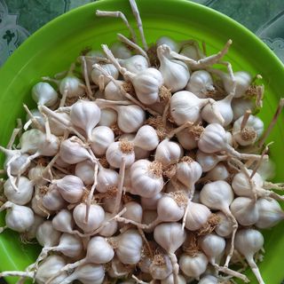 TỎI LÝ SƠN NHIỀU NHÁNH CHÍNH GỐC - 1KG