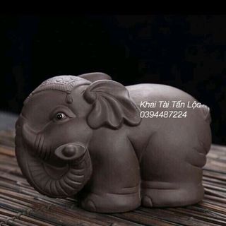 bộ chú voi mai mắn