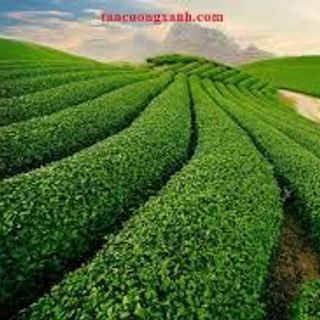 Trà Tân Cương Thái Nguyên