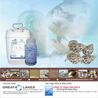 LAA 1000 Enzyme tiêu hóa đậm đặc