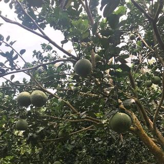 Bưởi Da Xanh vỏ mỏng múi ngọt mọng nước