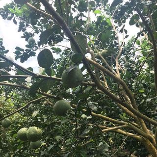 Bưởi Da Xanh vỏ mỏng múi ngọt mọng nước