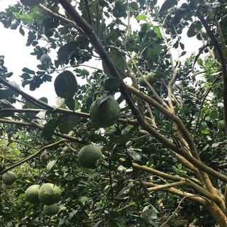 Bưởi Da Xanh vỏ mỏng múi ngọt mọng nước