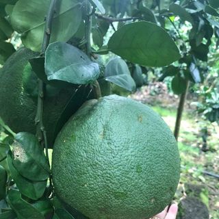 Bưởi Da Xanh vỏ mỏng múi ngọt mọng nước