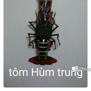 Tôm Tre Bình Định