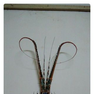Tôm Tre Bình Định