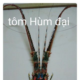 Tôm Tre Bình Định